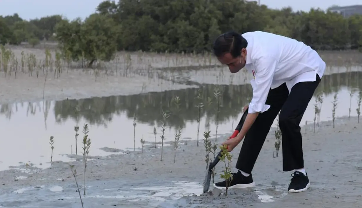 Presiden Joko Widodo atau Jokowi menanam mangrove di Jubail Mangrove Park, Pulau Al Jubail, Abu Dhabi, Persatuan Emirat Arab (PEA), Rabu (3/11/2021). Indonesia dan PEA sepakat untuk memperkuat kerja sama di bidang mangrove, termasuk di bidang riset. (Foto: Biro Pers Sekretariat Presiden)