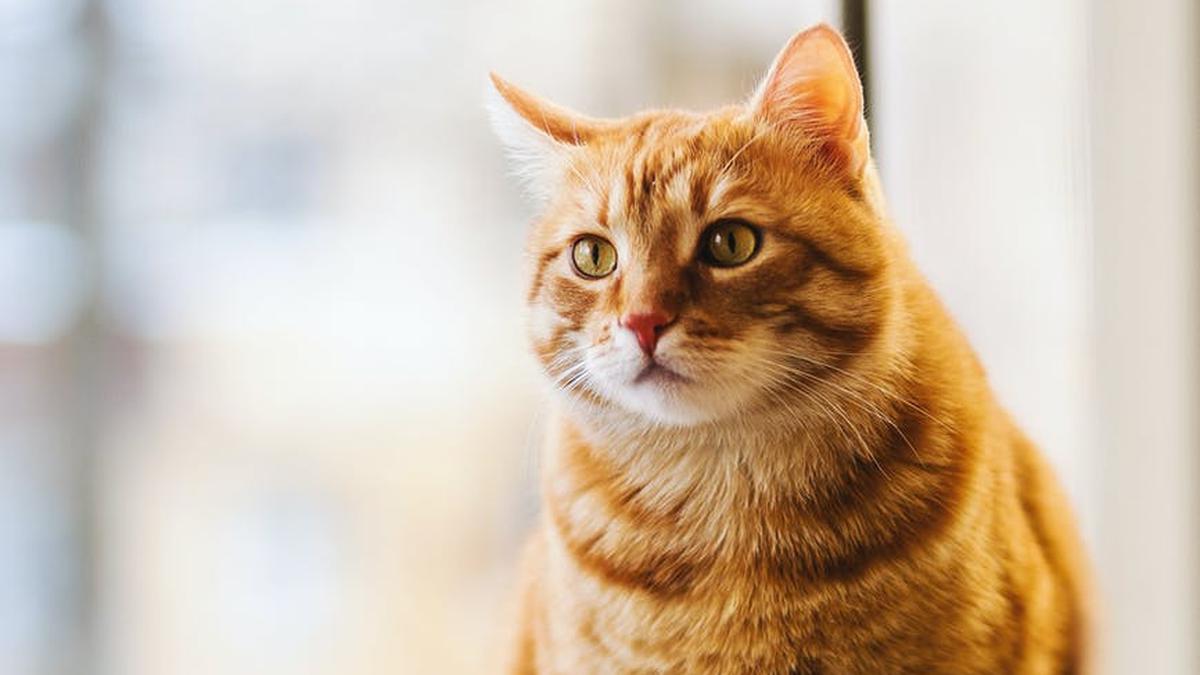 Studi Ini Menguak Alasan Kucing Bisa Mengenali Aroma Pemiliknya