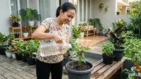 10 Ide Memanfaatkan Botol Minyak Goreng Bekas untuk Tanaman, Praktis dan Hemat Biaya