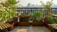 7 Cara Membuat Kebun Mini di Apartemen Tanpa Tanah, Praktis dan Estetis