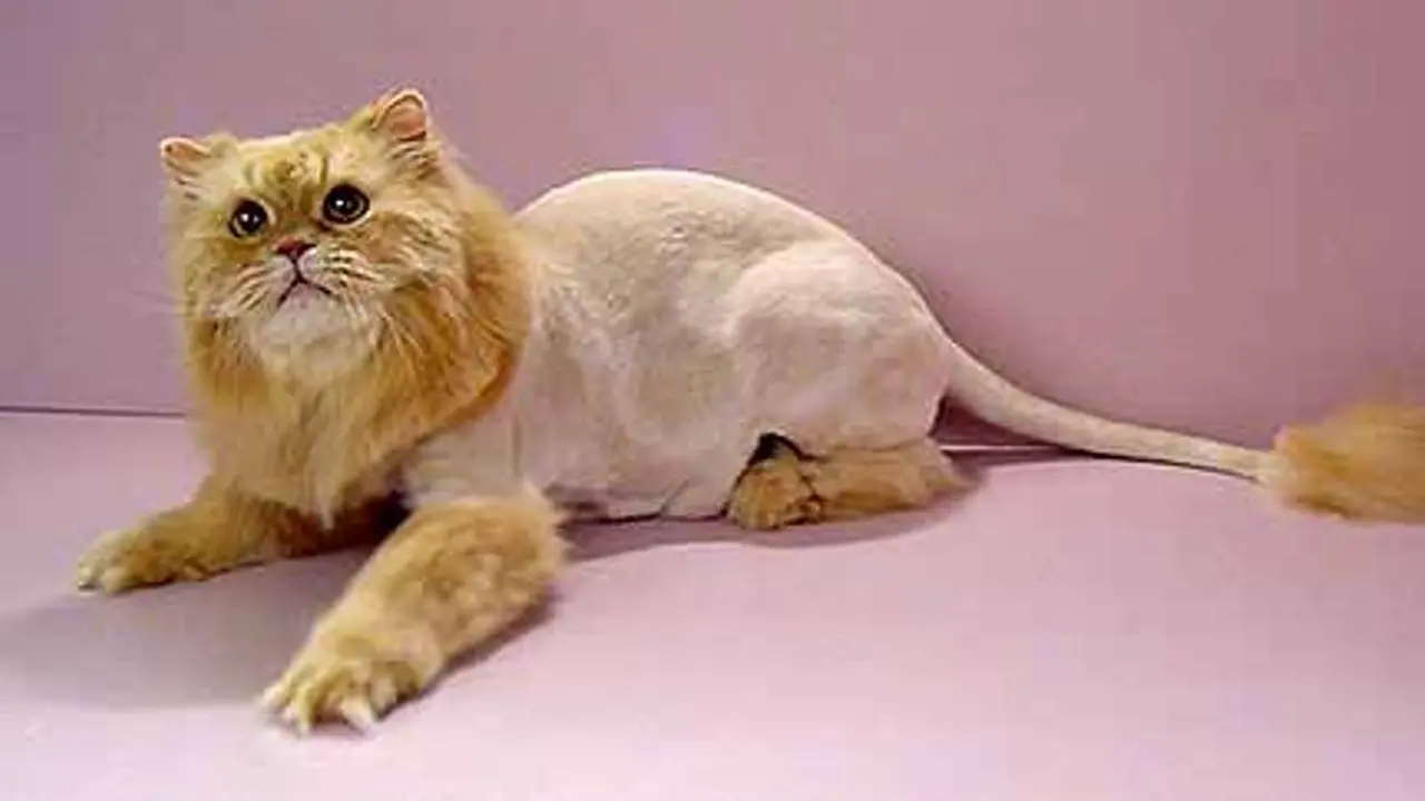 Cepat atau Lambat, Kucing-kucing Ini Akan Menyesal Jadi Kucing