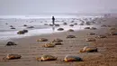 Penyu hijau meninggalkan Pantai Rushikulya usai bertelur, India, Kamis (16/2). Pantai Rushikulya menjadi salah satu pantai yang paling sering didatangi ribuan penyu hijau untuk meletakkan telurnya. (AFP PHOTO / ASIT KUMAR)