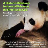 Detik-detik Kelahiran Bayi Panda Pertama di Taman Safari Indonesia, Dinantikan Sejak 2017