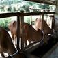 Sejumlah peternak sapi di Jambi sempat dihebohkan dengan mewabahnya virus jembrana yang menyerang ratusan ekor sapi di daerah itu. (B Santoso/Liputan6.com)