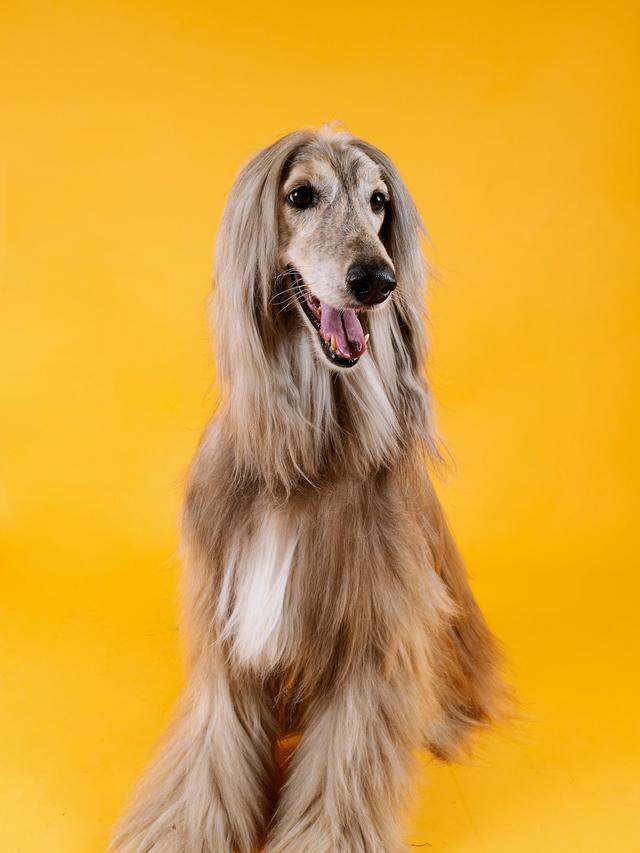 Afghan Hound