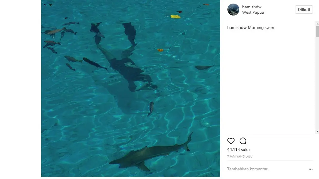 Hamish Daud berenang bareng hiu (Foto: Instagram)