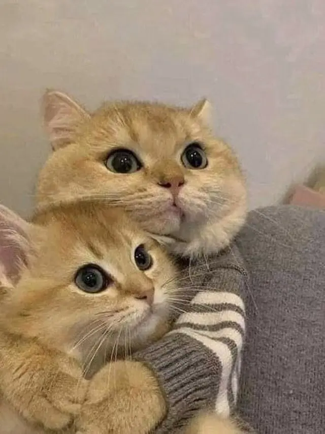 10 Potret Kocak Kucing Bucin sama Pasangannya Ini Bikin Iri
