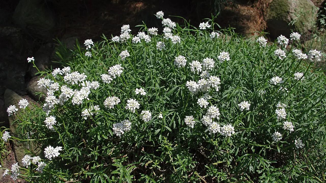 Candytuft: Wikimedia