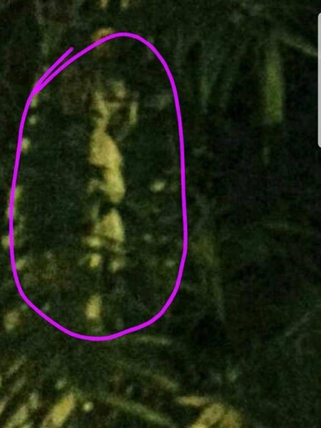 Hantu Indonesia dan Malaysia Lebih Agresif Daripada Singapura