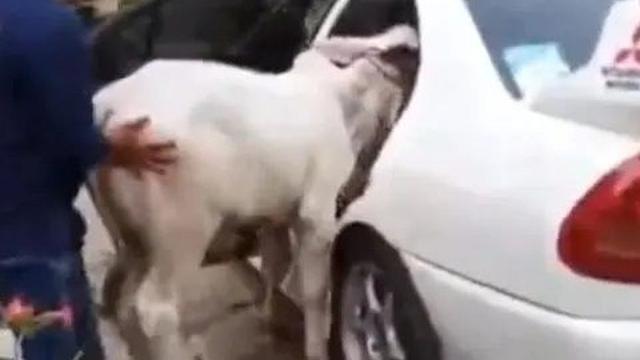 Kumpulan Potret Mobil yang Disulap Jadi Angkutan Hewan Ternak (ist)