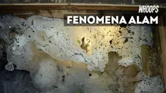 Fenomena ini masih menjadi teka-teki, beberapa teori hadir untuk mengungkap hal tersebut.