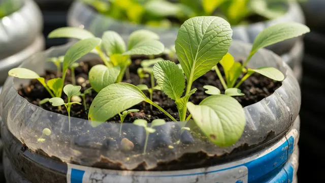 Cara Menanam Sawi di Galon Bekas