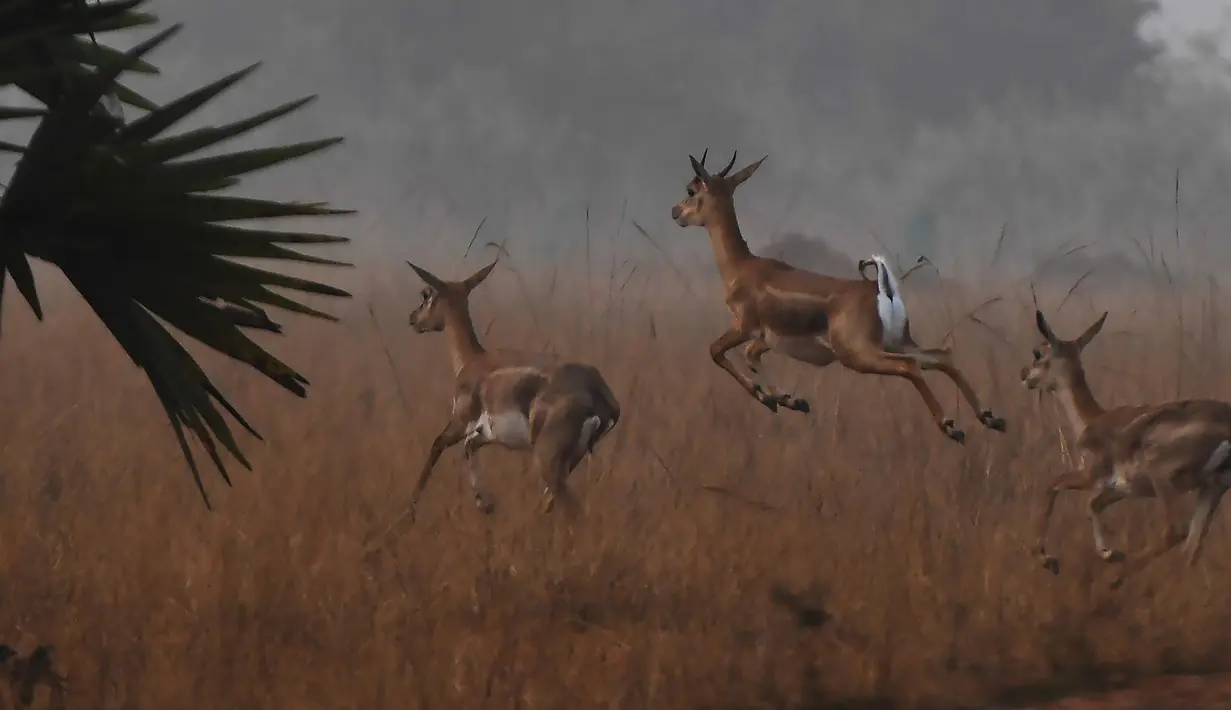 Dalam foto yang diambil pada 14 Desember 2018, blackbucks atau antelop India berkeliaran di sebuah ladang, negara bagian Odisha. Satwa liar yang menjadi korban pemburuan liar ini menyerupai rusa dengan tanduk tegak lurus ke atas. (Dibyangshu SARKAR/AFP)