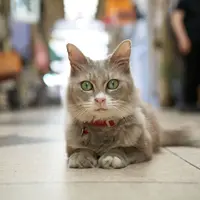 Jepang ciptakan google map untuk kamu yang ingin menjelajah layaknya kucing.