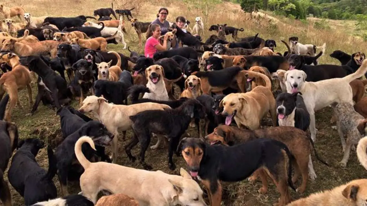 Keren, Bukit Ini Jadi Surga Penampungan Anjing Terlantar