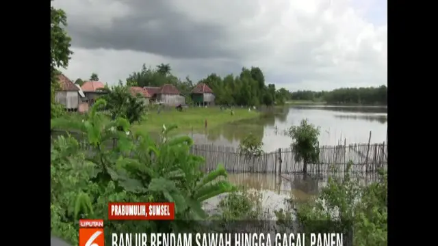 Kawasan sawah yang paling parah tenggelam banjir di pinggiran Sungai Lematang yang meluap. Akibatnya, tanaman padi membusuk.