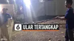 ULAR PITON TERTANGKAP BASAH NYARIS MEMANGSA BAYI BARU LAHIR