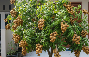 Tips Agar Pohon Kelengkeng Berbuah Lebat (created by AI)