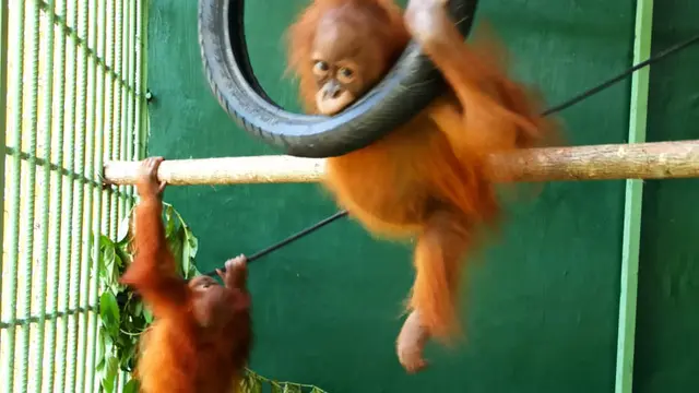 Orangutan sumatera