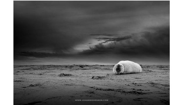 Potret Bayi Anjing Laut Berpose Layaknya Model (sumber: Instagram/@johan_siggesson_photo)