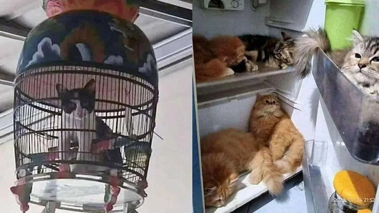 6 Kandang Kucing Ini Nyeleneh Banget, Bikin Tepuk Jidat