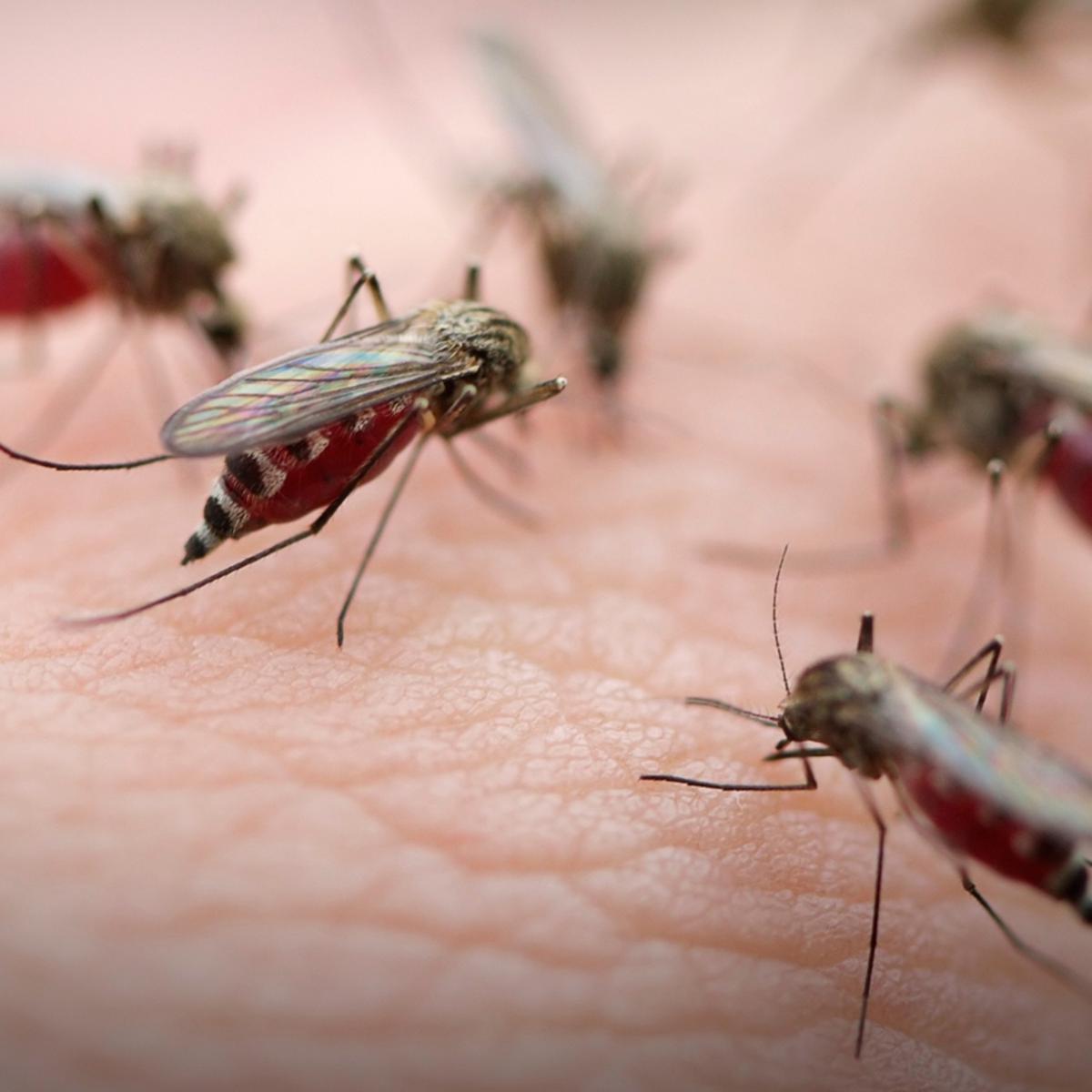 Upaya apakah yang efektif untuk mengendalikan nyamuk dilingkungan kita
