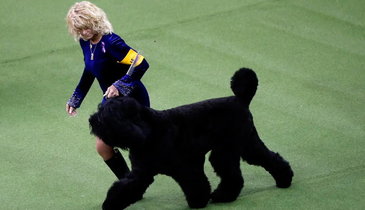Oli, terrier hitam Rusia bersaing dalam Westminster Kennel Club Dog Show ke-144 di New York, Amerika Serikat, Selasa (11/2/2020). Westminster Kennel Club Dog Show ke-144 berlangsung pada tanggal 8 hingga 11 Februari 2020. (AP Photo/Wong Maye-E)