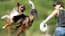 Seekor anjing melompat di udara berusaha menangkap frisbee saat mengikuti kompetisi freestyle di turnamen frisbee anjing di Erfstadt, Jerman (3/6). Kejuaraan anjing tingkat dunia ini diikuti 60 peserta dari tujuh negara. (Marius Becker / dpa via AP)