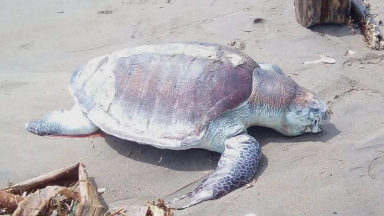Seekor penyu terdampar di Pantai Laguna Desa Lembupurwo, Kebumen, Sabtu (23/12/2018). (Foto: Liputan6.com/Istimewa/Muhamad Ridlo)