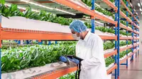 Bustanica merupakan merek dari produsen produk sayuran hasil pertanian vertikal terbesar dalam ruang yang diakusisi Emirates untuk mengamankan ketahanan pangan. (dok. Emirates)