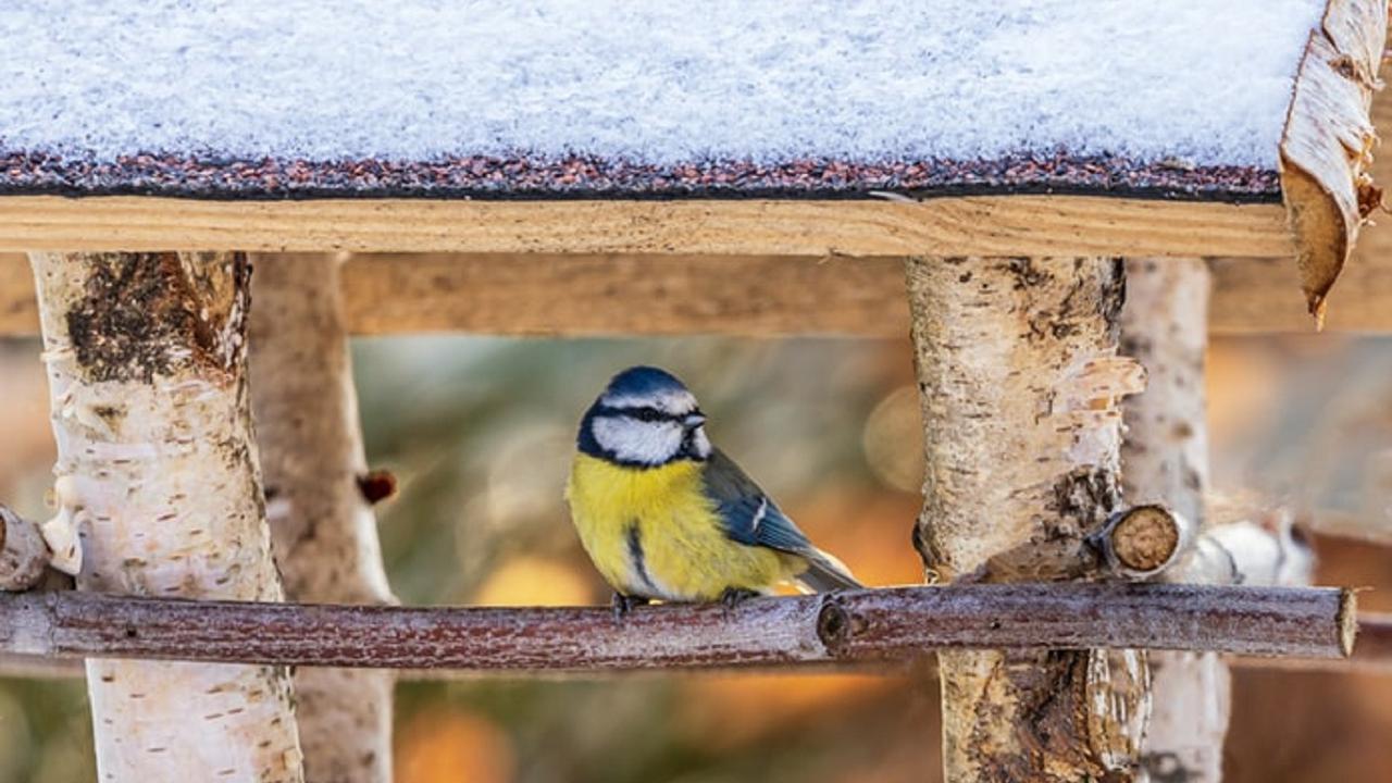 Ilustrasi burung kutilang