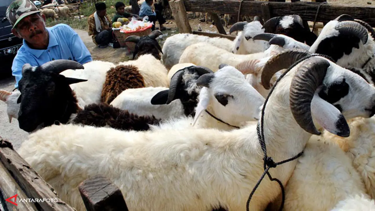 kambing-kurban-131013b.jpg