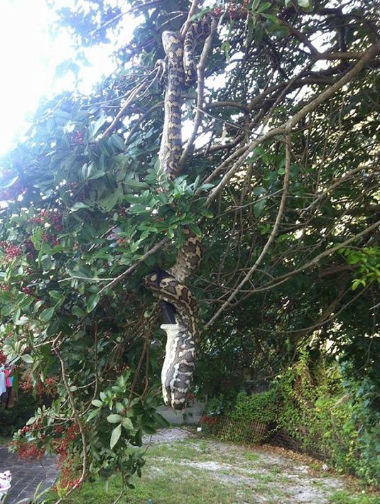 Pemandangan seekor ular piton yang tergantung di atas pohon saat tengah melahap seekor kelelawar yang juga berukuran cukup besar di Sunshine Beach, Queensland, Kamis (2/7/2015). (Dailymail)