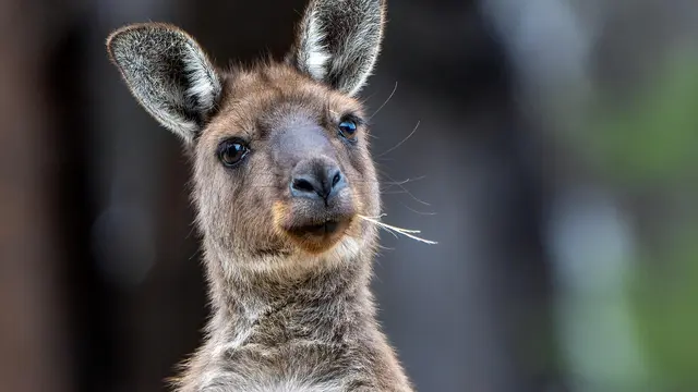 Kangaroo
