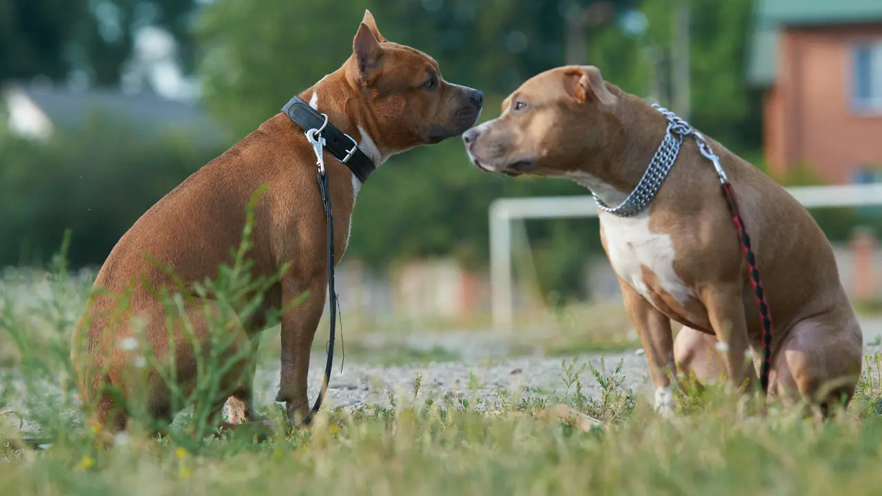 Ilustrasi - Pelihara anjing (istockphoto.com)