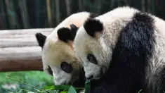 Dua panda raksasa bernama Tingzai dan Longzai menyantap makanan di Taman Safari Chimelong, Guangzhou, Provinsi Guangdong, China, Kamis (30/4/2020). Taman Safari Chimelong kembali dibuka untuk pengunjung dengan menerapkan langkah-langkah ketat pencegahan pandemi COVID-19. (Xinhua/Liu Dawei)