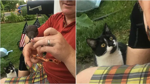 7 Potret Ekspresi Kucing saat Cemburu pada Hewan Lain, Berjuang Cari Perhatian