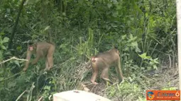 Citizen6, Sumatera: Dua ekor monyet berebutan makanan yang diberikan oleh pengunjung berupa pisang, kacang, atau kue bolu untuk menarik perhatian. (Pengirim: Chairuddin)