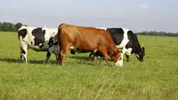 5 Jenis Sapi Bakalan yang Paling Banyak Digunakan untuk Penggemukan Sapi Potong