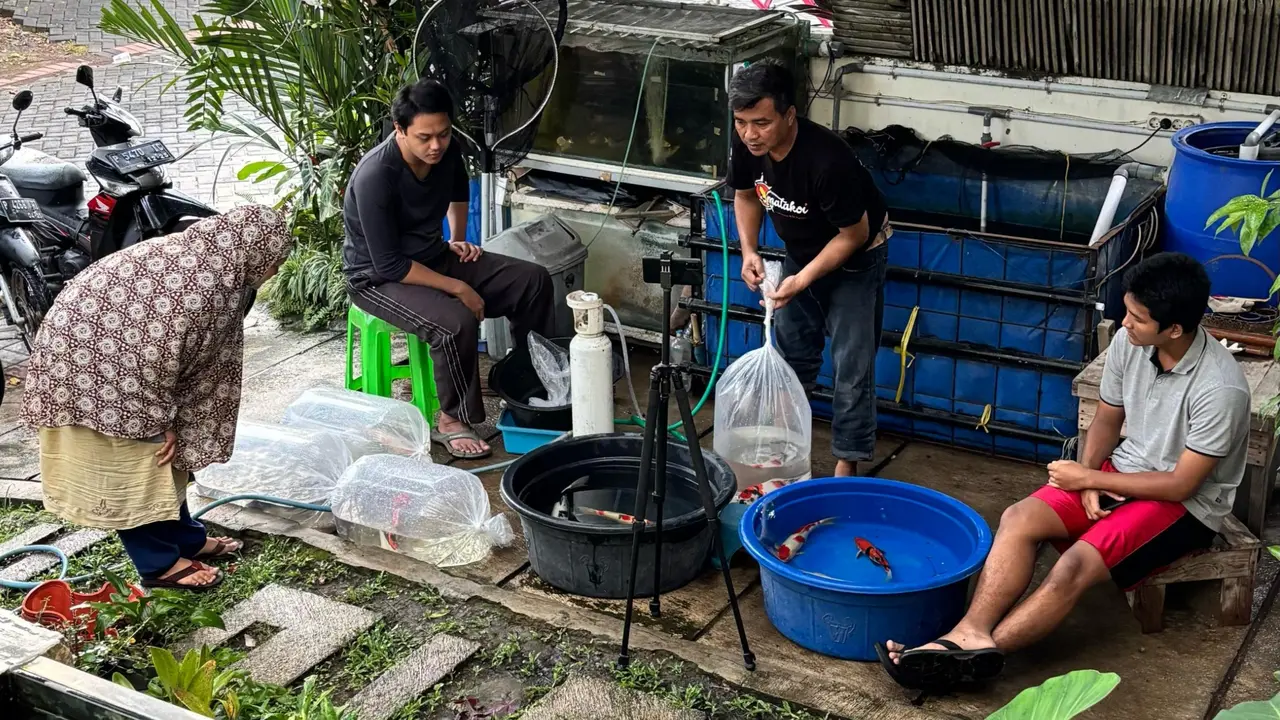 Nursalim  (baju hitam)mengemas ikan koi hasil budidaya untuk dijual ke luar kota Jember (Istimewa)