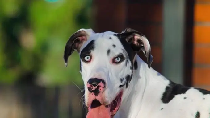 Kisah Mutka, Anjing Harlequin dengan Seribu Wajah