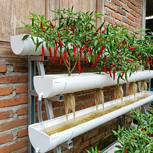 Ide Kebun Cabai Di Talang Air PVC Sistem Memanjang