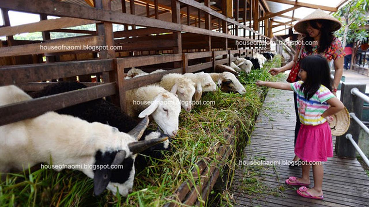  Weekend, Mencoba Serunya Menjadi Petani Sehari di Bogor