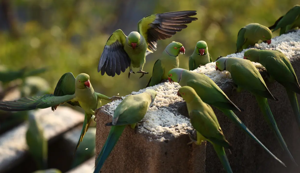 Burung-burung Parkit saat makan di rumah Joseph Sekar di Chennai, India, Jumat (17/3). Joseph Sekar telah memelihara sekitar 8000 burung parkit selama hampir 10 tahun. (AFP PHOTO / ARUN Sankar)