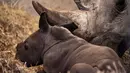 Badak putih yang baru lahir bersama induknya di kandang mereka di Kebun Binatang Kopenhagen, Denmark, Rabu (15/4/2020). Menurut organisasi Save the Rhino International, populasi badak putih tahun 2020 adalah antara 17.212 dan 18.915. (Niels Christian Vilmann/Ritzau Scanpix/AFP)