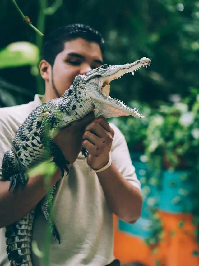 Buaya di Kebun Binatang
