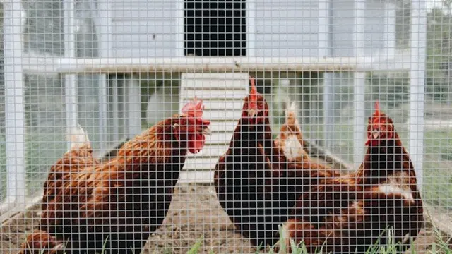 Cara Membuat Kandang Ayam Mini dari Ember Cat/Photo by The Brewers on Unsplash
