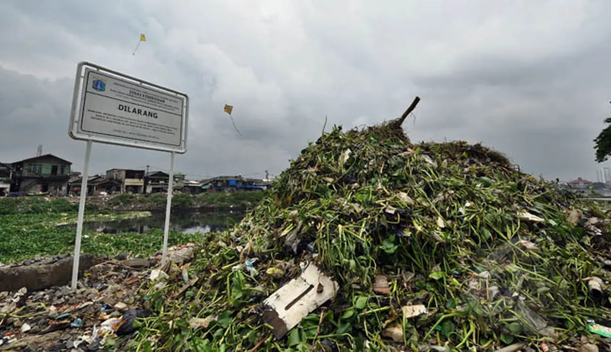 Tumpukan sampah bercampur dengan eceng gondok menggunung di Waduk Pluit, Jakarta, Jumat (13/2/2015). Sampah tersebut berasal dari warga sekitar.(Liputan6.com/Faizal Fanani)