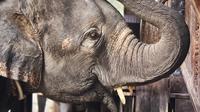 Ilustrasi gajah di kebun binatang. (dok. Ahmad Ramadan/pexels.com)