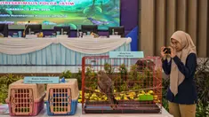 Seorang petugas mengambil foto seekor komodo hitam yang disita dari para tersangka penyelundupan hewan yang dilindungi di Markas Besar Kepolisian Daerah Jawa Timur di Surabaya pada Rabu 15 April 2026. Direktorat Reserse Kriminal Khusus (Ditreskrimsus) Kepolisian Daerah Jawa Timur menggagalkan penyelundupan satwa yang dilindungi. (JUNI KRISWANTO/AFP)